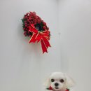 펫보드레 이미지