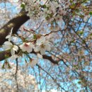 신천자연 낚시터 | 옥천 가볼 만한 곳, 벚꽃 명소 교동 저수지 '향수 호수'