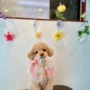 폴링인독 이미지