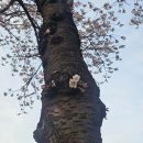 발원지수질환경자연공원 | 서울 벚꽃 명소, 선유도공원 데이트ㆍ나들이 코스 추천 (벚꽃현황ㆍ양화한강공원ㆍ주차정보)