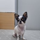 얼바인 동물병원 이미지