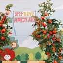 양구펀치볼사과 | [양구] 2024 청춘양구 시래기 사과 축제 후기 - 해안면 펀치볼 하우스