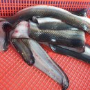 신창바다장어 이미지