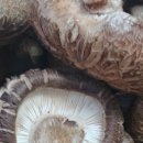 박준호농장 이미지