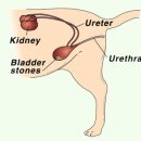 이루다 동물병원 이미지