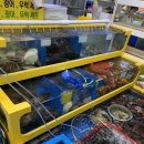 어시장회35호 | 소래포구 종합어시장 대하 회 꽃게 해산물 맛집[해남수산] 내돈내산 후기