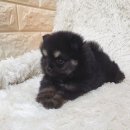 우아하개 이미지