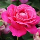 조선대(장미원) 이미지