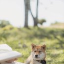 고마워 강아지 이미지