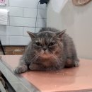 귀엽개귀엽냥 이미지