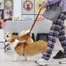 펫코노미 이미지