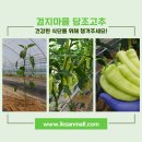 검지몰