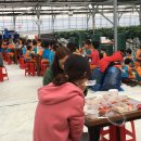 싱싱딸기 이미지