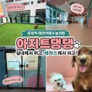 [문정 아지트댕댕] 냄새 없이 깔끔한 '아지트댕댕 문정점' 내돈내산 솔직후기(노키즈존 애견카페)