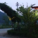 강변장어 이미지