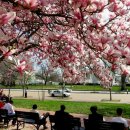 미국 워싱턴 DC의 아름다운 동양 벚꽃 풍경을 감상하시지요~ 이미지