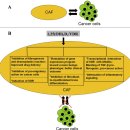 Re: 비타민 D의 myofibroblast와 관련된 항암효과 논문 이미지