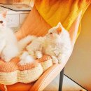 애경 동물병원 | 영등포구청역 예방접종 전문 병원 좋아요 추천 List 5곳