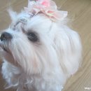 까까맘마 이미지