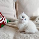 샤인모어 이미지