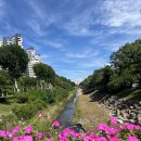 과천시 중앙공원 | [과천중앙공원] 진도코기랑 산책하기_과천중앙공원 주차_과천역 바로 앞에 있는 과천 중앙공원