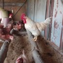 선소리 민박 네이버블로그