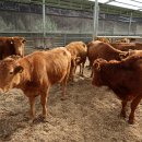 횡성한우농장 이미지