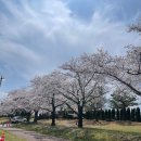 (주)피트이미지 | 경주 보문단지 벚꽃구경 피트스탑 피자펍 마티나타 카페