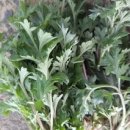 우리들농장(소) 이미지