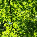 숲에 머물다 이미지