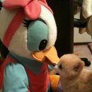 예쁜강아지 이미지