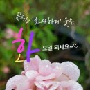 오늘도 예쁜 하루