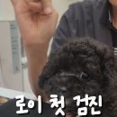 똥꼬 발랄 펫샵 | 토이 실버푸들 아기강아지 2개월 분양 첫 건강검진 영상 비용 추천 / 첫만남을 위한 준비사항들 1.