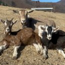 동원목장 이미지