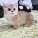 오즈메디칼 이미지