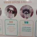 애견카페&호텔 댕댕당 이미지