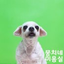 애니네 반려견 미용실 이미지