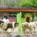 대형견프리미엄아울렛 이미지