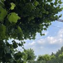 신전떡볶이 충북대점 이미지