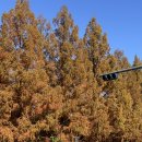 메타세쿼이아랜드 | ‘담양 메타쉐콰이어랜드’ 가을 산책 후기｜아이랑 가기 좋은 개구리 생태공원까지 광주 근교 힐링...