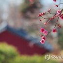 홍매화 이미지