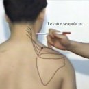 임상근육학사진2 - Levator scapula, SCM, Scalenus, Trapezius 이미지