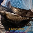 장전낚시터 이미지