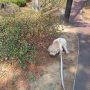 슈나우펫 이미지