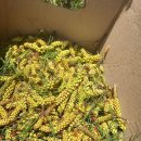 송화농장 이미지