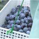 백세농업 이미지