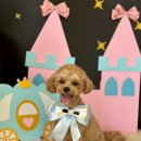 늘 예쁘개 이미지