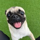 멍크라운 이미지