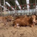 친환경한우농장 이미지