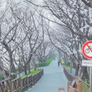 논현로28길(벚꽃길) 네이버블로그